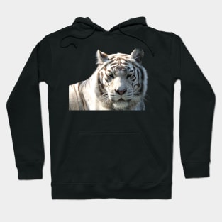 White Tiger (No Background) Hoodie